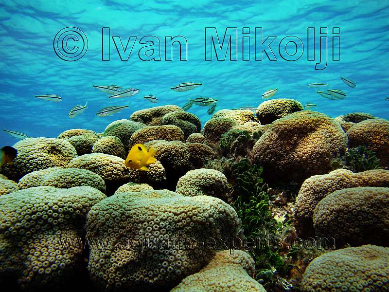 CORAL REEFS